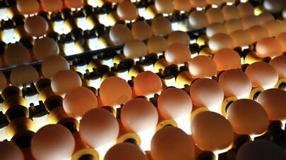 Работа птицефабрики