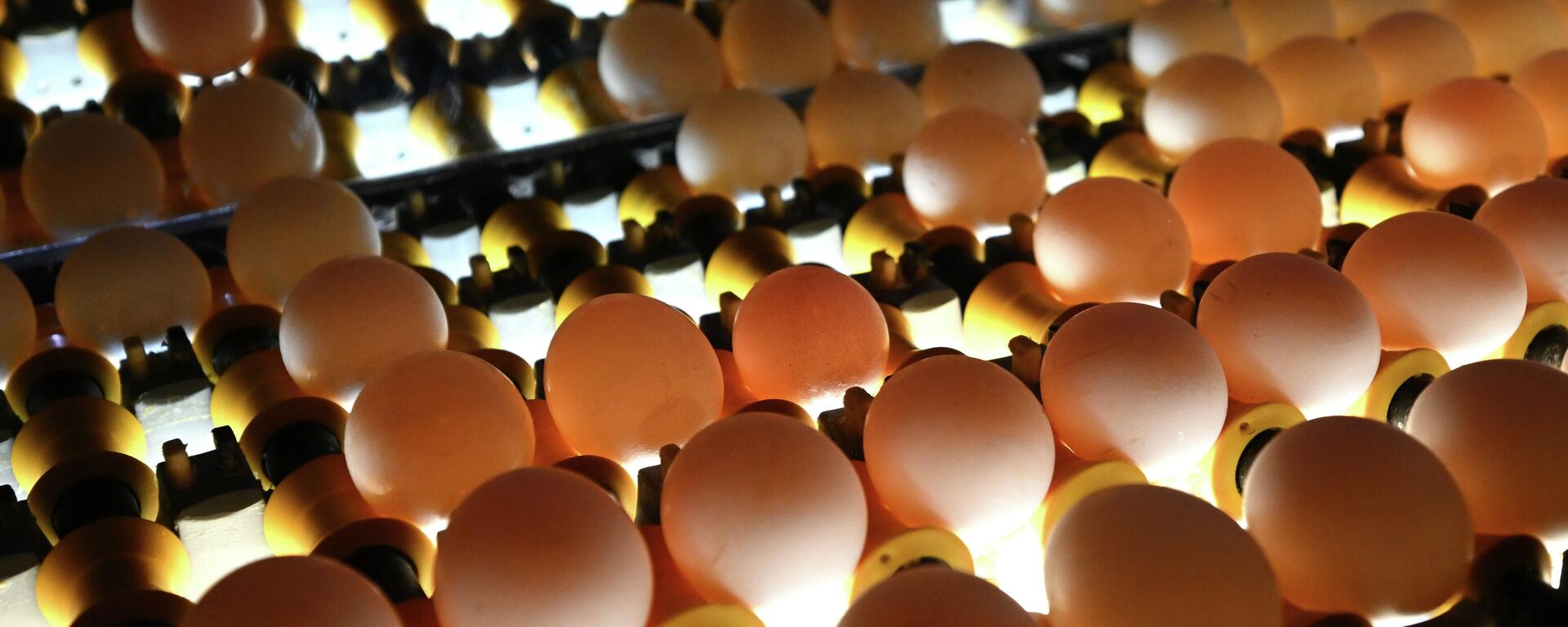 Работа птицефабрики - Sputnik Латвия, 1920, 01.04.2026