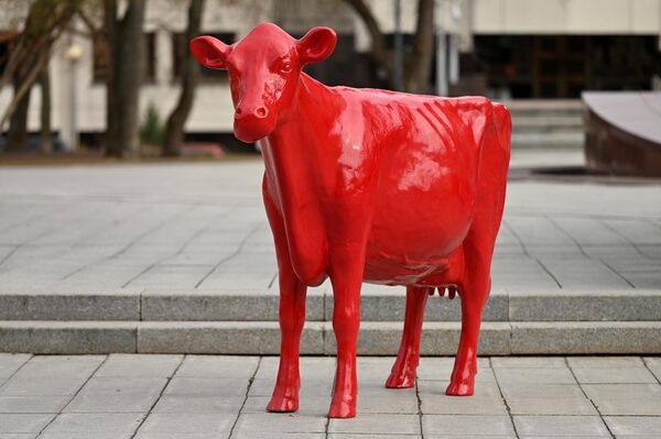 В настоящее время базовая цена молока для небольшого хозяйства составляет около 12 центов, для крупного — 20-30 центов. При этом, по словам производителей молока, себестоимость составляет более 35 центов. - Sputnik Латвия