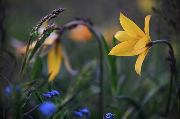 Цветы на горе Джан-Кутаран в ландшафтно-рекреационном парке между посёлками Орджоникидзе и Коктебель  - Sputnik Латвия