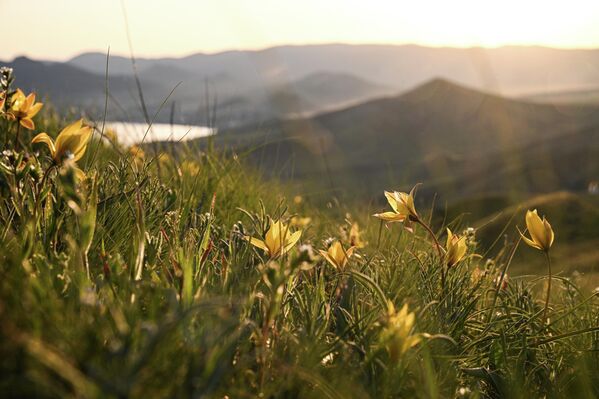 Цветы на горе Джан-Кутаран в ландшафтно-рекреационном парке между поселками Орджоникидзе и Коктебель - Sputnik Латвия
