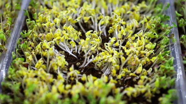 Зародыши горчицы - Sputnik Латвия