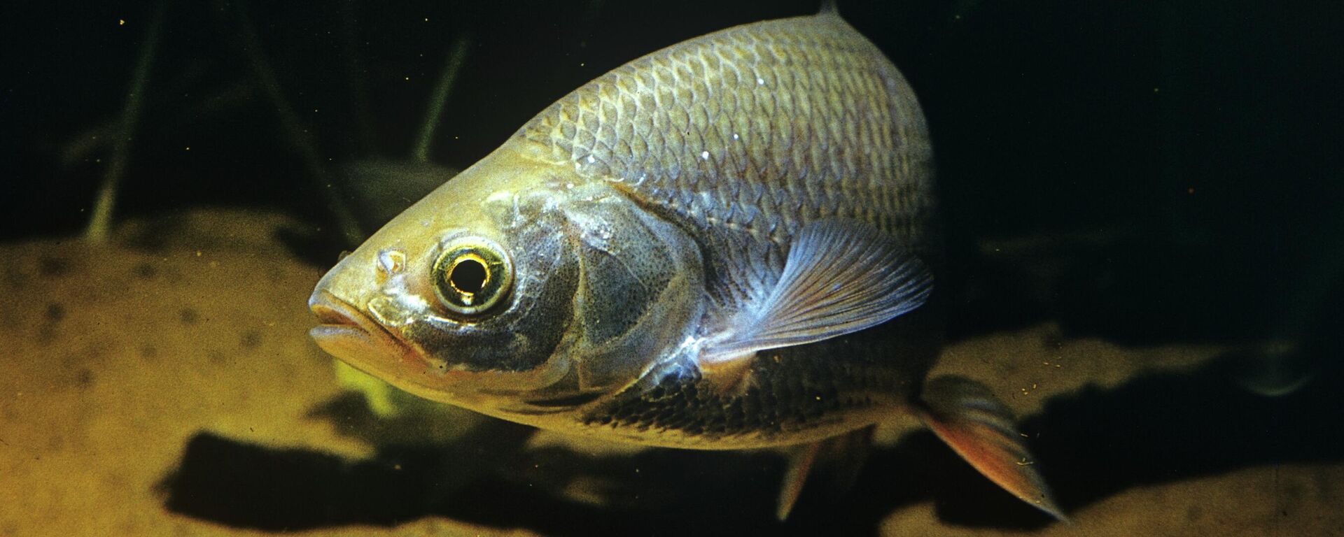 Язь - Sputnik Латвия, 1920, 20.04.2026