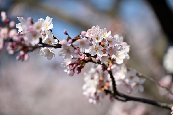 Цветы японской вишни не пахнут, однако расцветают одними из первых. - Sputnik Латвия