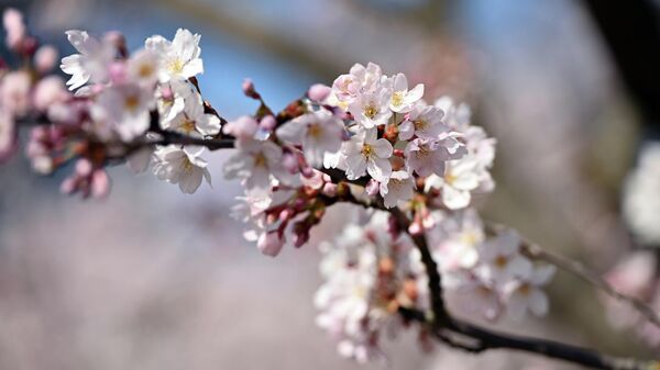 Цветение сакуры в Вильнюсе - Sputnik Латвия