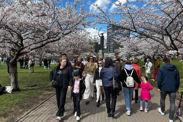 В середине апреля в Вильнюсе зацвела сакура. - Sputnik Латвия
