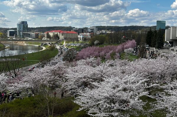 Облака розовых цветов украсили парк имени Тиунэ Сугихары, превратив его в точку притяжения для тысяч горожан. - Sputnik Латвия