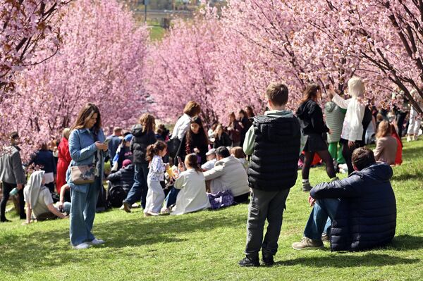Во время цветения в парке не протолкнуться: люди спешат успеть насладиться мимолетной красотой этого зрелища. - Sputnik Латвия