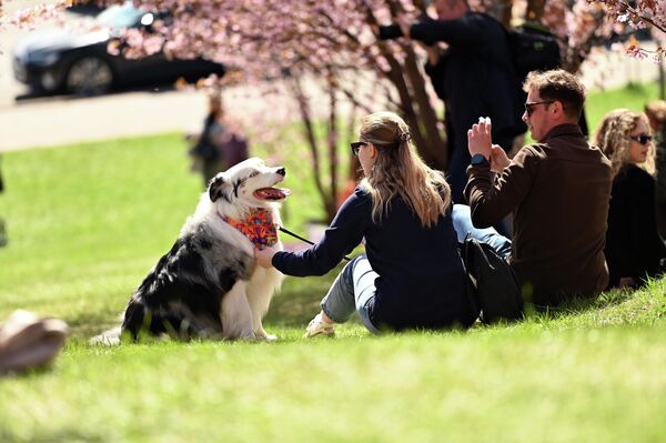 Семьи с детьми и домашними питомцами устраиваются на весенней траве прямо под цветущими деревьями. - Sputnik Латвия
