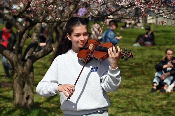 Цветение сакуры, пусть и недолгое, снова превратилось в настоящий весенний праздник в центре Вильнюса. - Sputnik Латвия