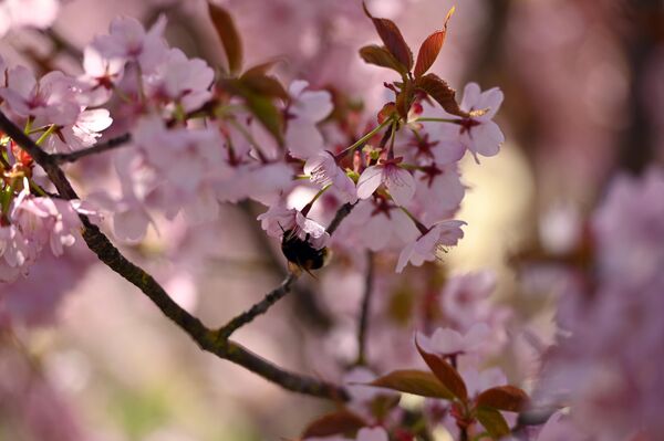 Розовые цветки вишни символизируют настоящее начало весны. - Sputnik Латвия