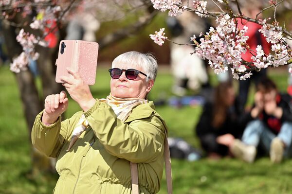 Обычно японская сакура в Вильнюсе расцветает в конце апреля — начале мая. - Sputnik Латвия