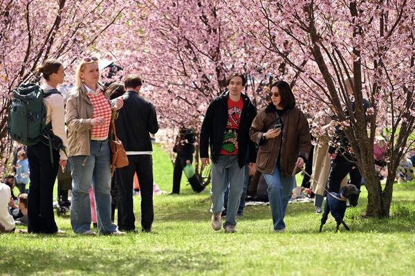 Цветение сакуры может продлиться около двух недель.  - Sputnik Латвия