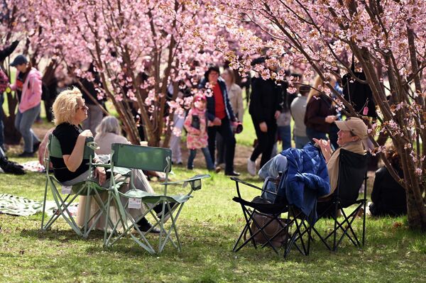 Но если погода плохая, с ветром и дождями, лепестки могут опасть уже на пятый день. - Sputnik Латвия