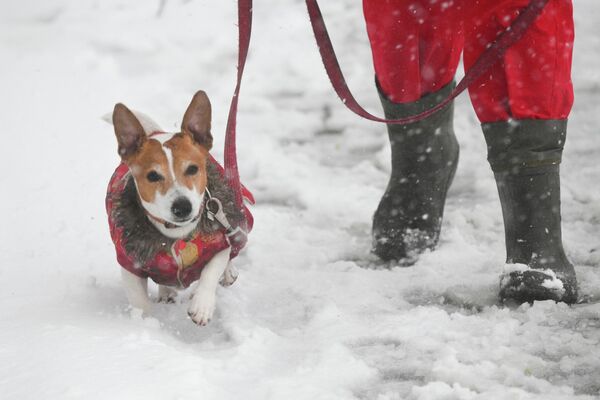 В Москве и Подмосковье в ближайшие сутки может выпасть до семи сантиметров снега - Sputnik Латвия