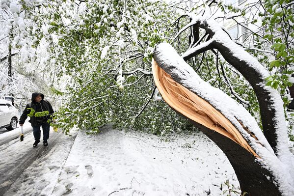 Налипание снега и сильные порывы ветра привели к повреждению деревьев, некоторые из которых погнулись и сломались - Sputnik Латвия