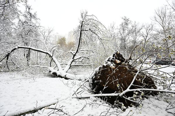 Всего из-за снегопада и сильного ветра упало более 110 деревьев, повреждения получили два авто - Sputnik Латвия