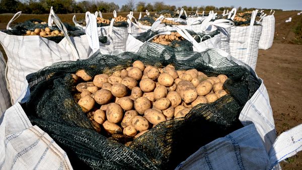 Картофель в мешках - Sputnik Латвия