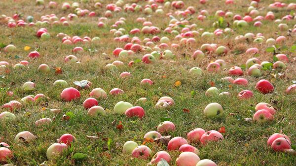 Яблоки в саду - Sputnik Latvija