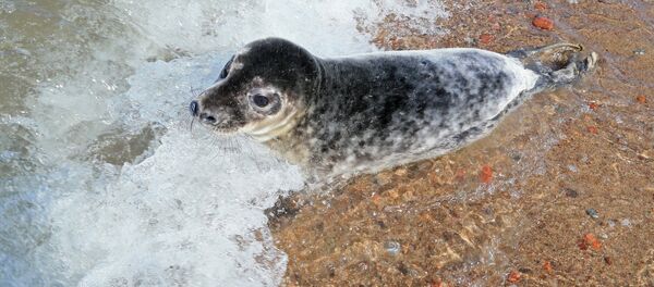 Детеныш серого длинномордого тюленя - Sputnik Latvija