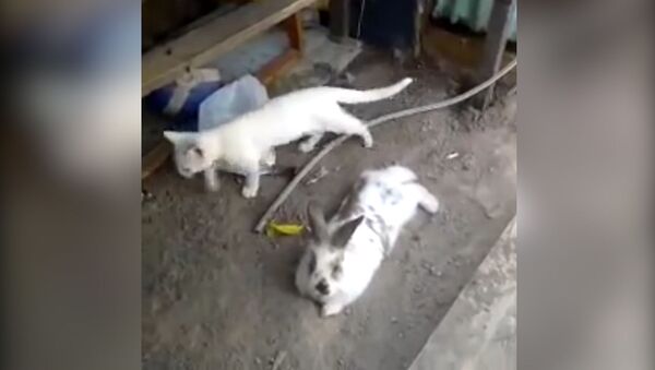 Кролик спасает котенка из запертого сарая - видео - Sputnik Латвия