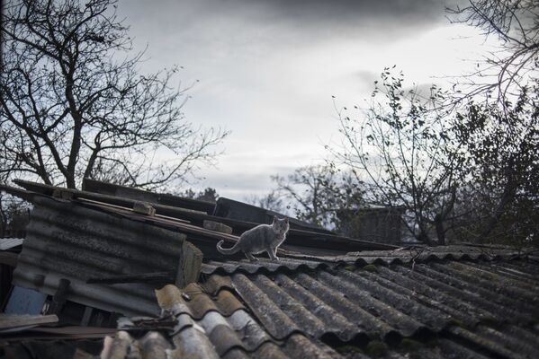 Кошка на крыше разрушенного дома в поселке Саханка Донецкой области - Sputnik Латвия