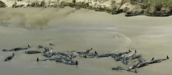 Более 145 дельфинов-гринд выбросились на берег в Новой Зеландии - Sputnik Latvija