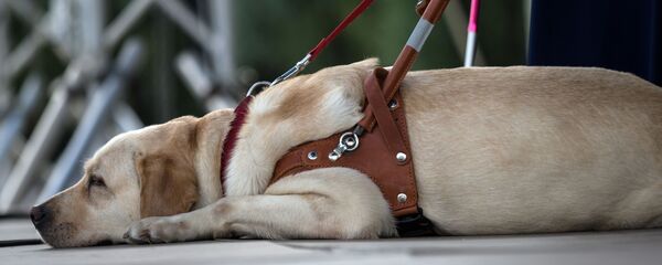 Лабрадор - Sputnik Латвия