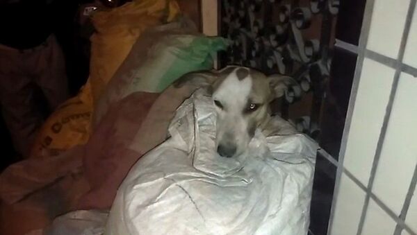 Собака кинулась на защиту щенков, не испугавшись пули - Sputnik Латвия