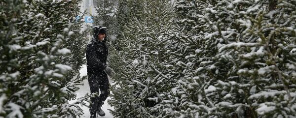 Елочные базары в Новосибирске - Sputnik Латвия