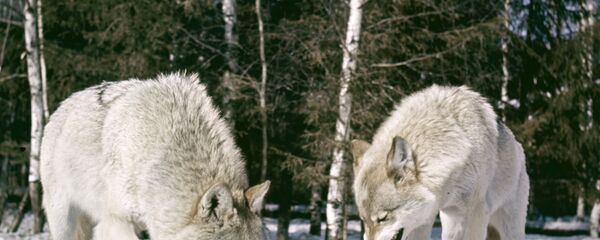 Серый волк - Sputnik Латвия