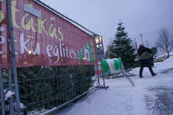 На крутых елочных виражах: где купить зеленую красавицу На крутых елочных виражах: где купить зеленую красавицу - Sputnik Латвия