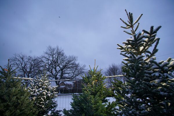 На крутых елочных виражах: где купить зеленую красавицу На крутых елочных виражах: где купить зеленую красавицу - Sputnik Латвия