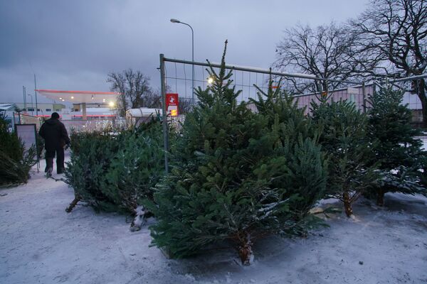 На крутых елочных виражах: где купить зеленую красавицу На крутых елочных виражах: где купить зеленую красавицу - Sputnik Латвия