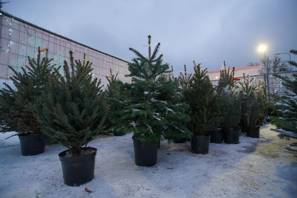 На крутых елочных виражах: где купить зеленую красавицу На крутых елочных виражах: где купить зеленую красавицу - Sputnik Латвия