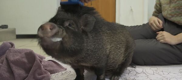 Поросенку Базуке ищут новый дом - Sputnik Латвия