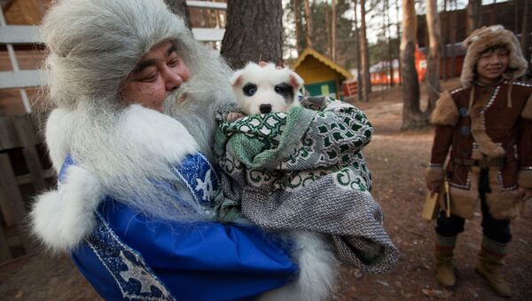 Ямал Ири из Салехарда несет щенка в подарок Деду Морозу во время празднования Дня рождения Деда Мороза в Великом Устюге - Sputnik Латвия