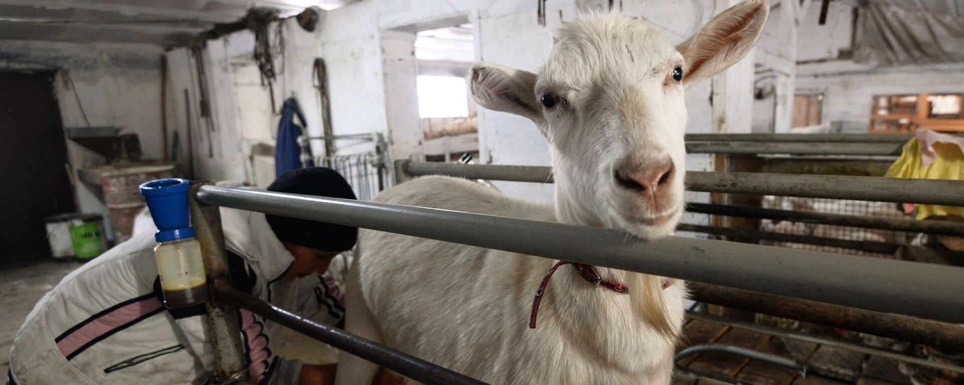 Работница доит козу в фермерском хозяйстве - Sputnik Латвия, 1920, 05.08.2020