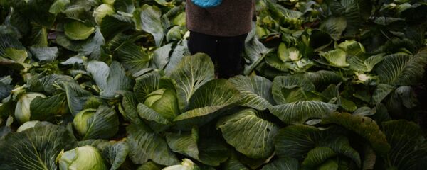 Уборка капусты Уборка капусты - Sputnik Latvija