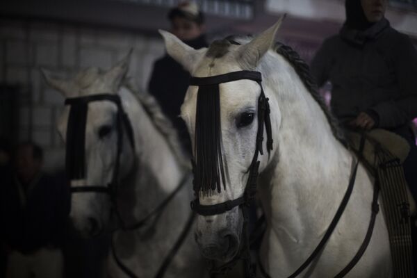 Лошади перед началом ежегодного фестиваля Las Luminarias в испанской деревне Сан-Бартоломе-де-Пинаре - Sputnik Латвия