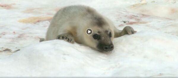 В Рижском зоопарке родился тюлененок - Sputnik Латвия