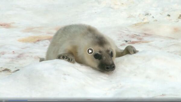 В Рижском зоопарке родился тюлененок - Sputnik Латвия
