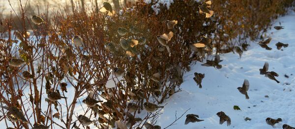 Воробьи - Sputnik Latvija