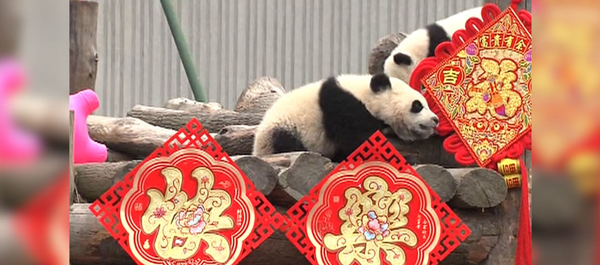 Панды-малыши встречают китайский Новый год - видео - Sputnik Латвия, 1920, 05.02.2019