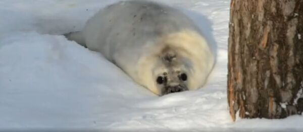 Десятидневный тюлень нежится в Рижском зоопарке - Sputnik Латвия