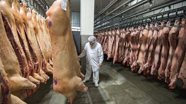 Участок охлаждения, заморозки и хранения мяса. - Sputnik Латвия