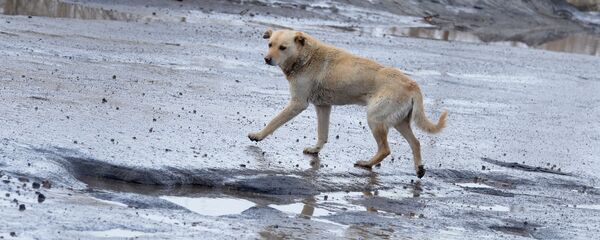 Ямы и рытвины на разбитом дорожном покрытии - Sputnik Латвия
