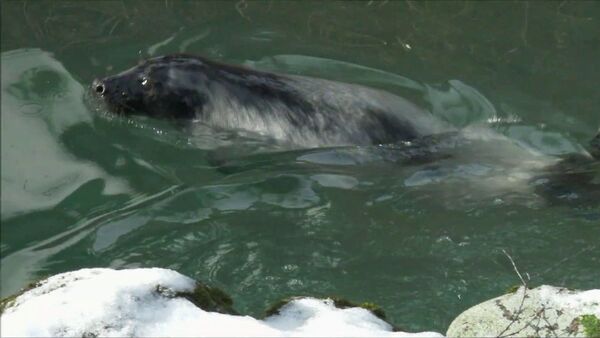 Первое купание месячного тюленя в Рижском зоопарке - Sputnik Latvija