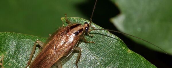 Таракан Таракан - Sputnik Latvija