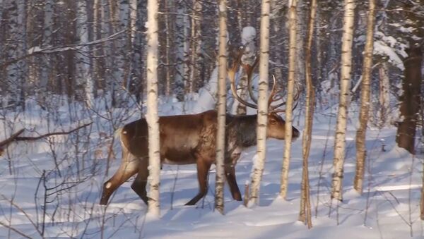 Приволжским лесам вернут северных оленей - видео - Sputnik Латвия